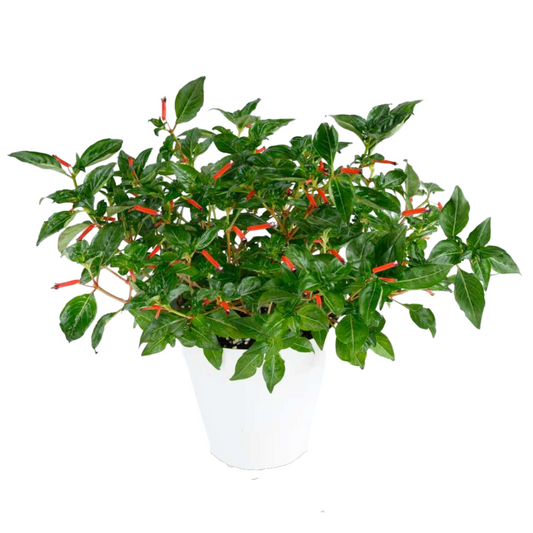 Cuphea (Cigar Plant) Collection