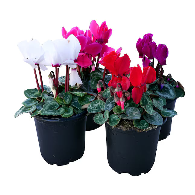 Cyclamen Various Colors