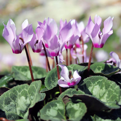 Cyclamen Various Colors
