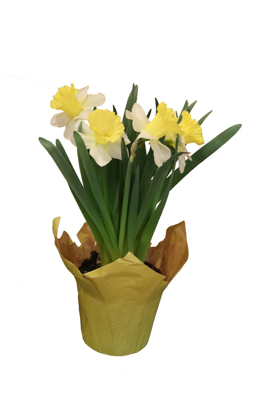 Daffodil - 6 bulbs per Pot