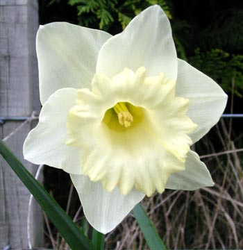 Daffodil - 6 bulbs per Pot