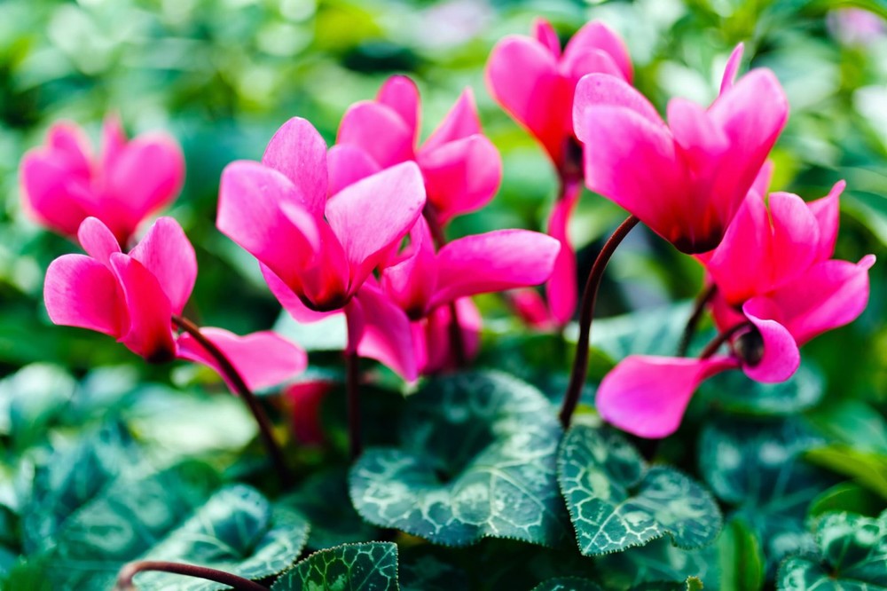 Cyclamen Various Colors