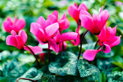 Cyclamen Various Colors