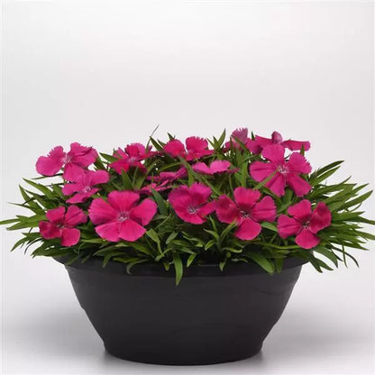Dianthus - Coronet