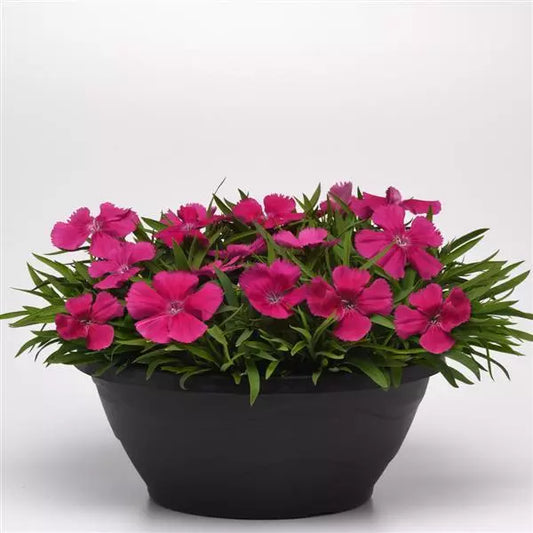 Dianthus - Coronet