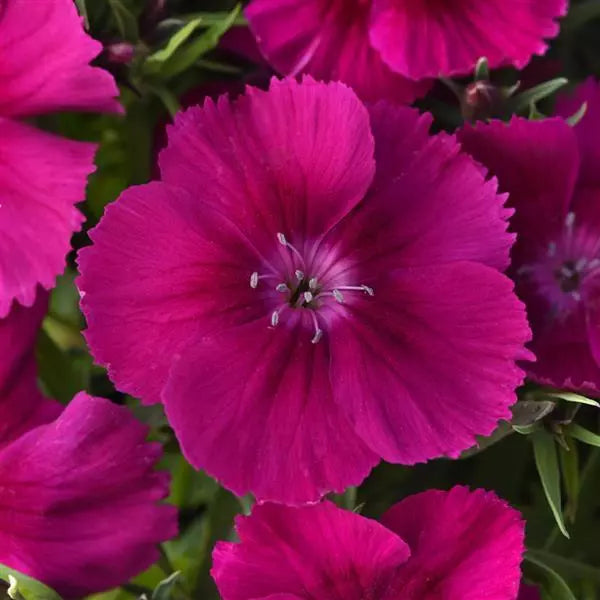 Dianthus - Coronet
