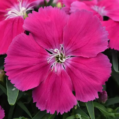 Dianthus - Coronet