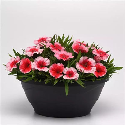 Dianthus - Coronet