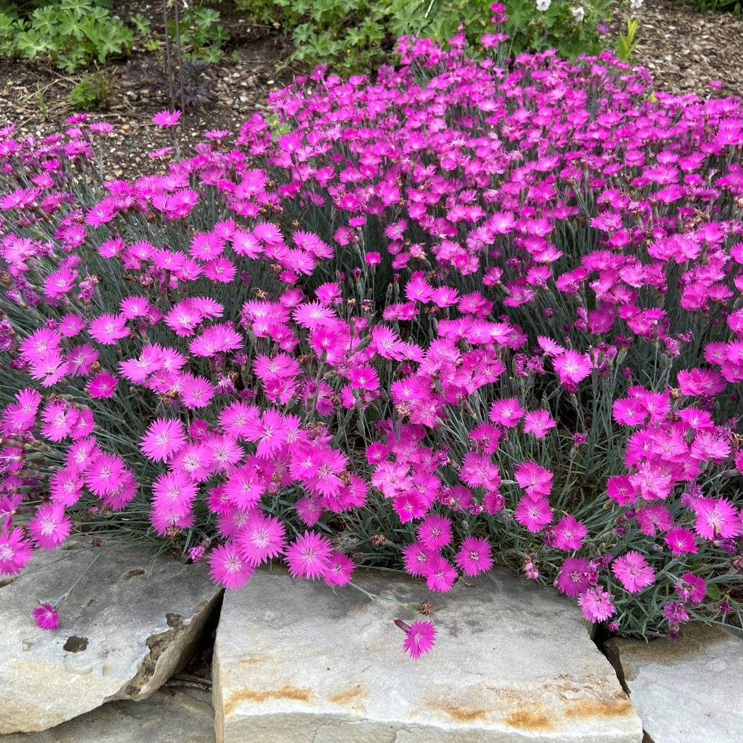 Dianthus - Firewitch Cheddar Pinks