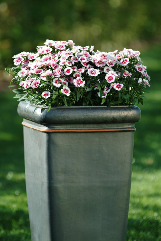 Dianthus - Ideal Select