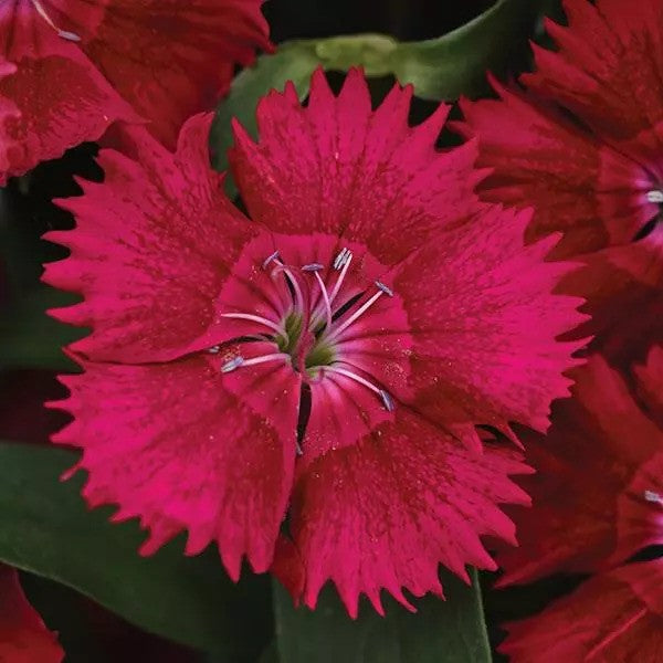 Dianthus - Ideal Select
