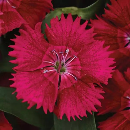 Dianthus - Ideal Select