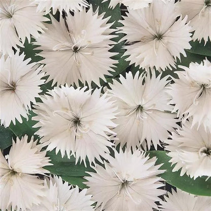 Dianthus - Ideal Select