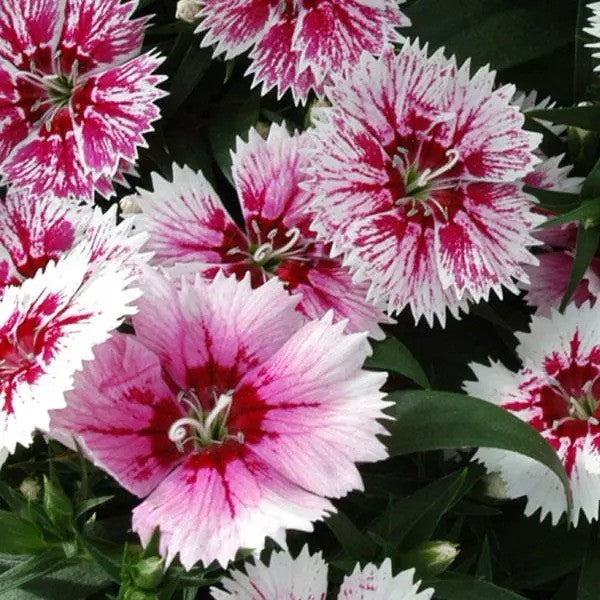 Dianthus - Ideal Select