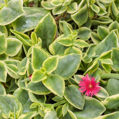 Dorotheanthus Mezoo Trailing Red (Livingsone Daisy)