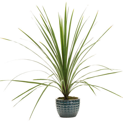 Spikes - Dracaena Indivisia