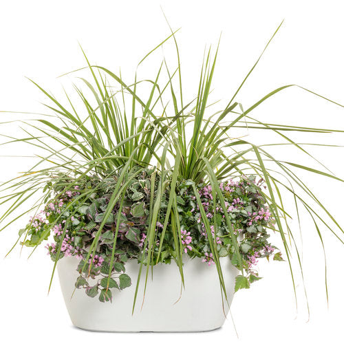 Spikes - Dracaena Indivisia