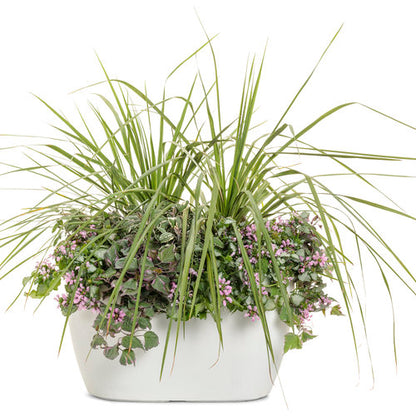 Spikes - Dracaena Indivisia