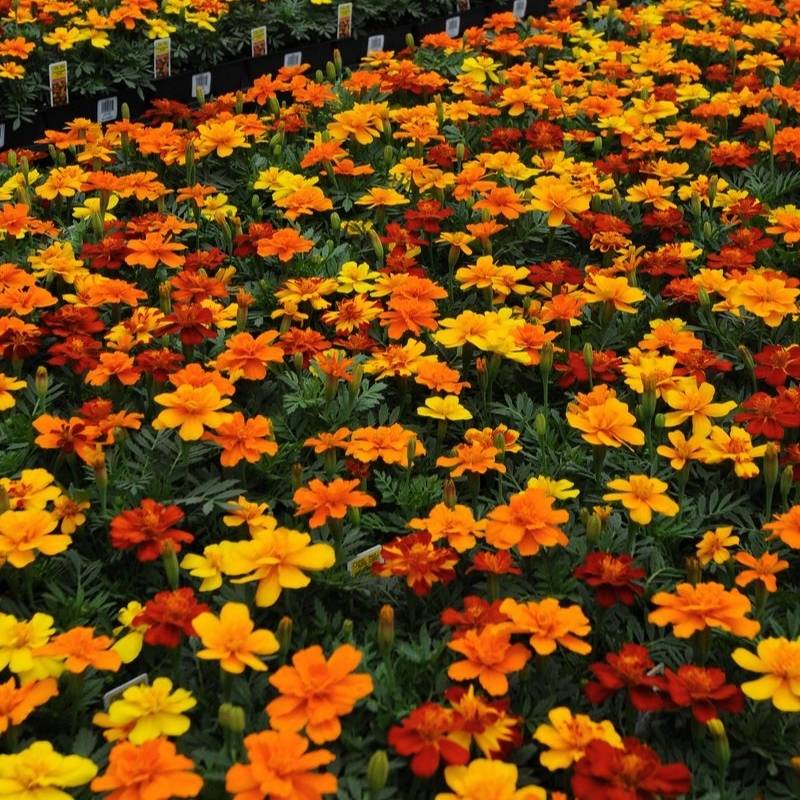 Marigold - French Mixed Colors