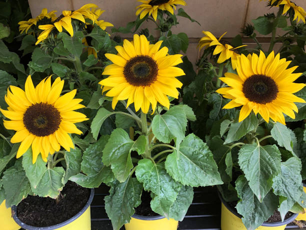 Sunflower - Dwarf