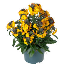 Erysimum Erysistible Yellow