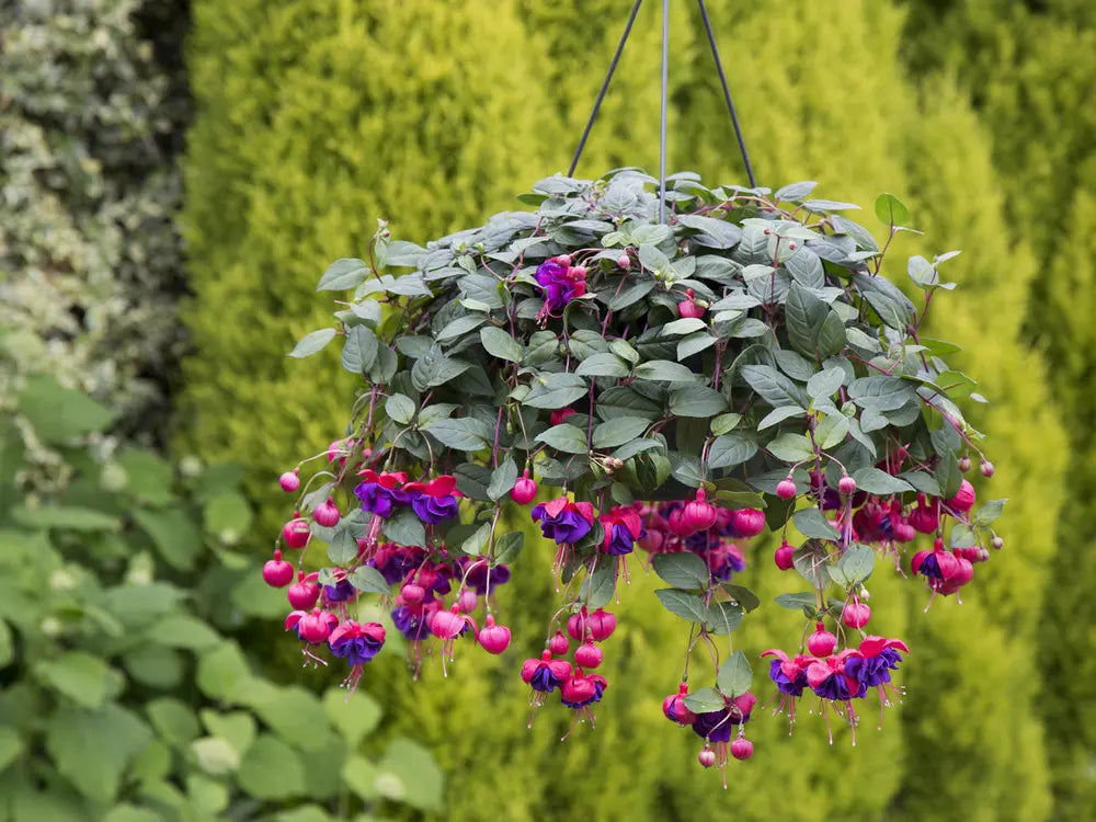 Fuchsia