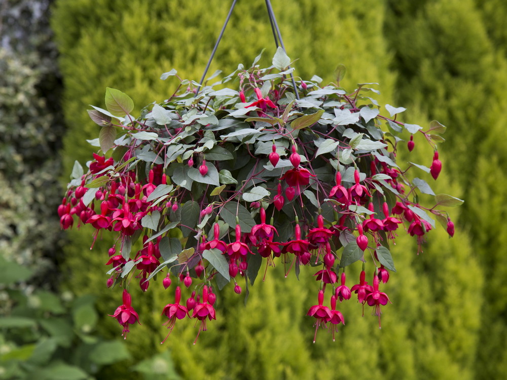 Fuchsia