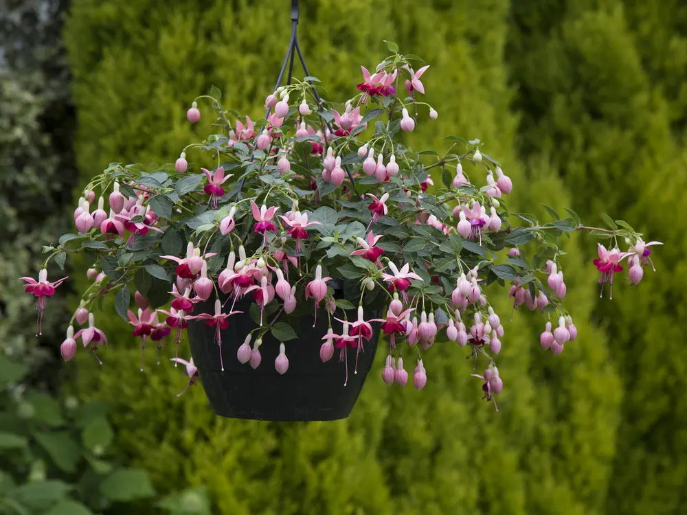 Fuchsia