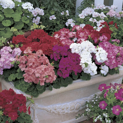 Geranium - Multibloom