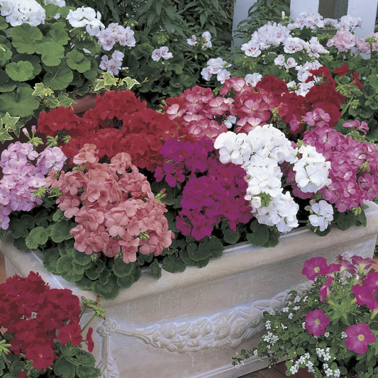 Geranium - Multibloom