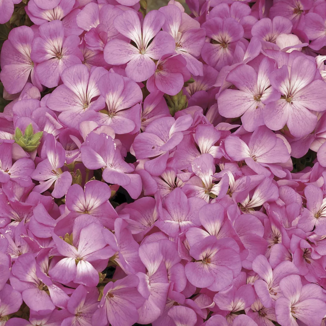 Geranium - Multibloom