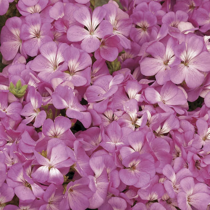 Geranium - Multibloom