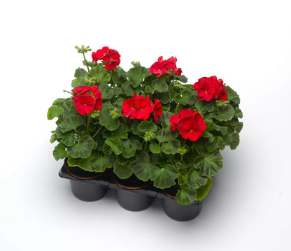Geranium - Multibloom