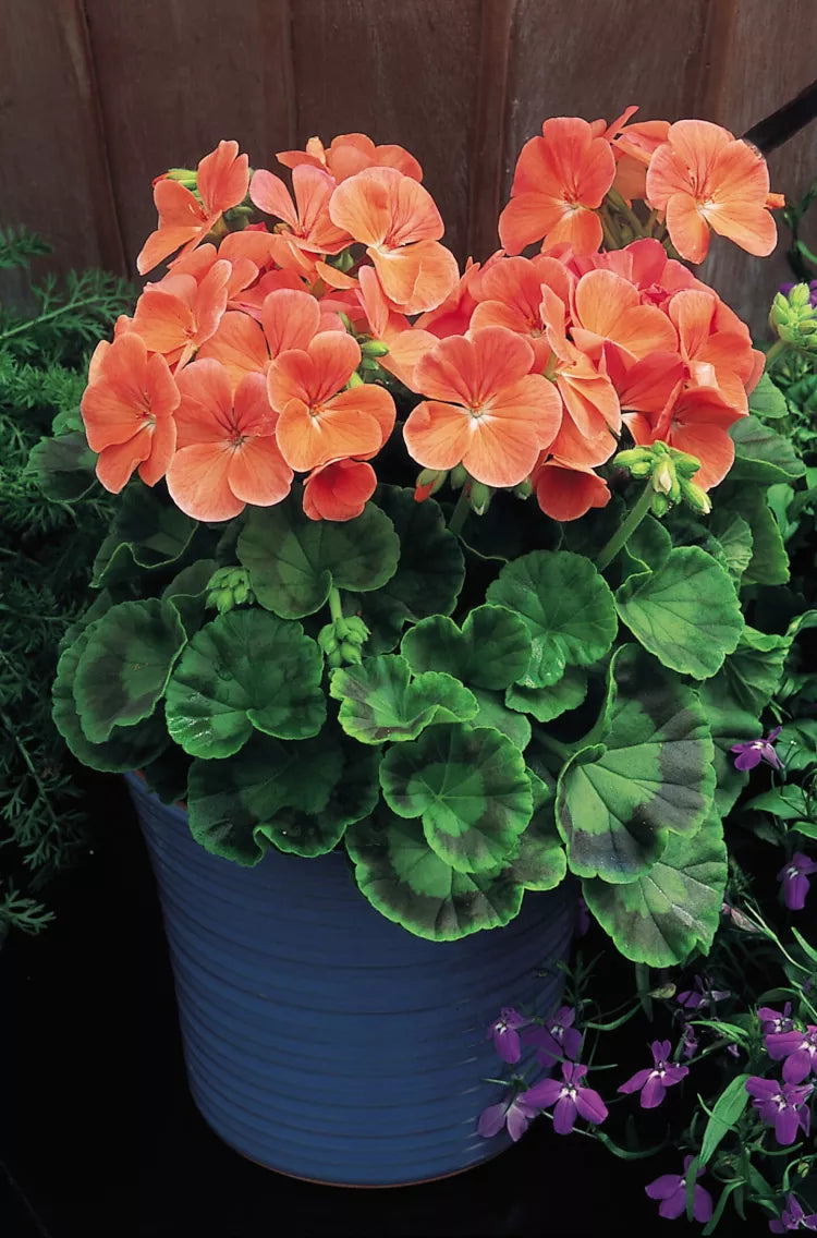 Geranium - Multibloom