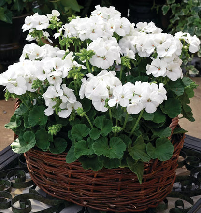 Geranium - Multibloom
