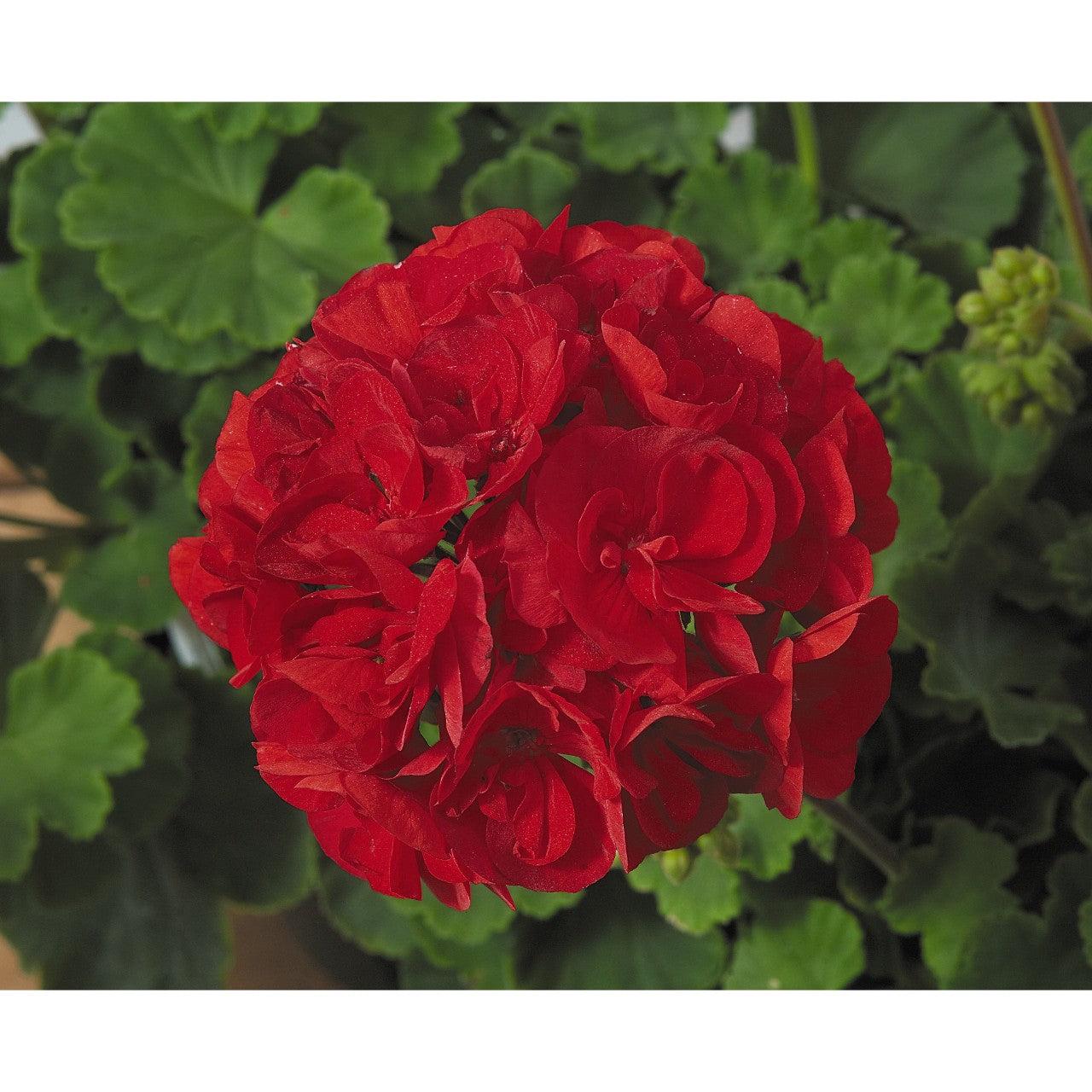 Geranium - Patriot - Hanging Baskets