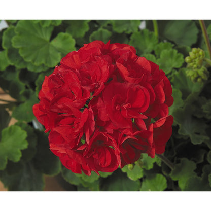 Geranium - Patriot - Hanging Baskets