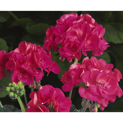 Geranium - Patriot - Hanging Baskets