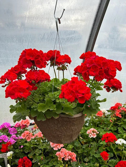 Geranium - Patriot - Hanging Baskets