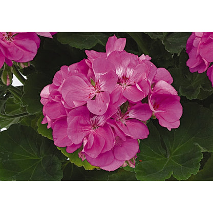 Geranium - Patriot - Hanging Baskets