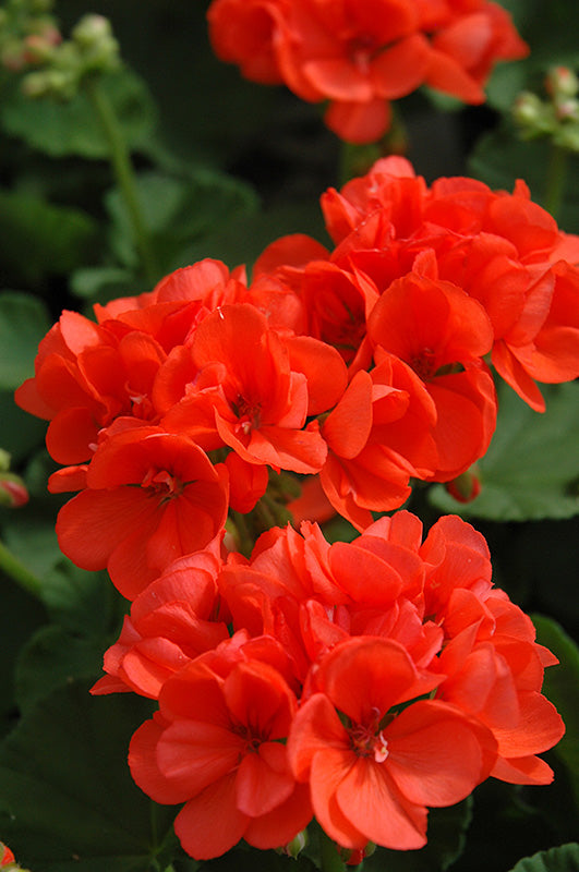 Geranium - Patriot - Hanging Baskets