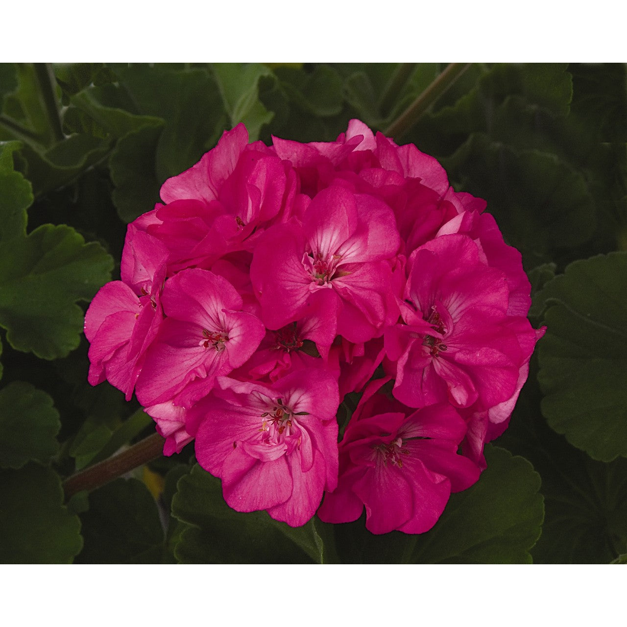 Geranium - Patriot - Hanging Baskets