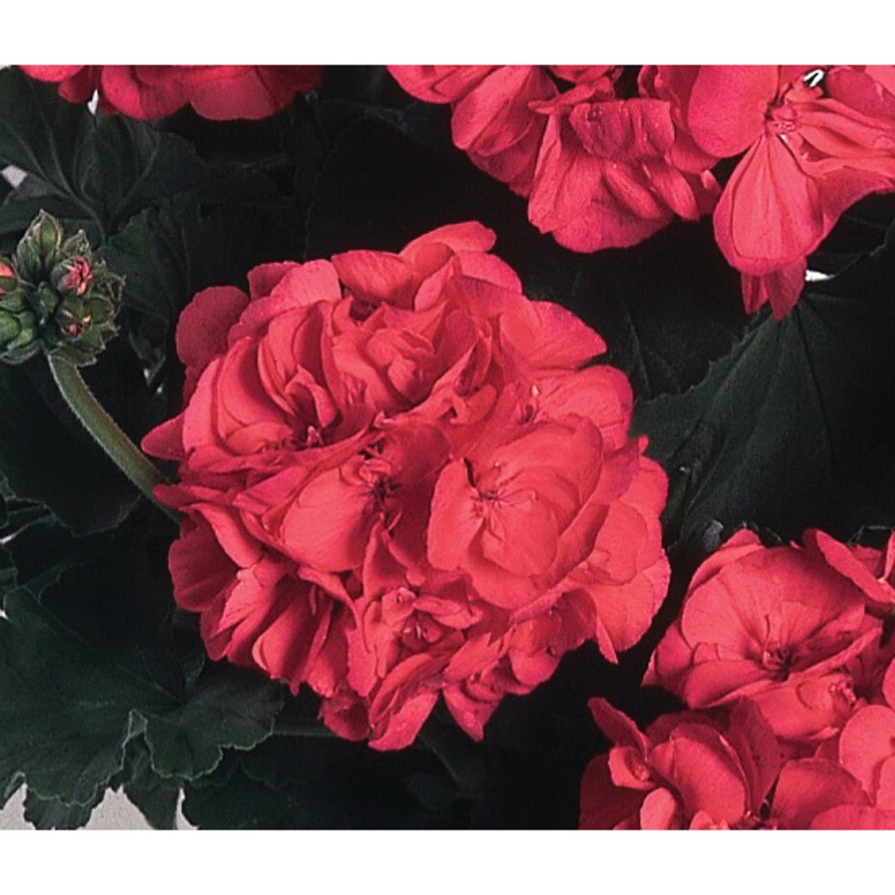 Geranium - Patriot - Hanging Baskets