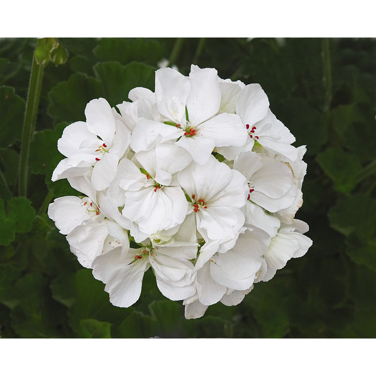 Geranium - Patriot - Hanging Baskets