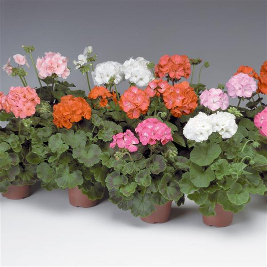 Geranium - Pinto Premium