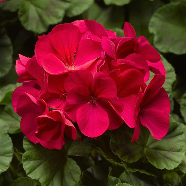 Geranium - Pinto Premium