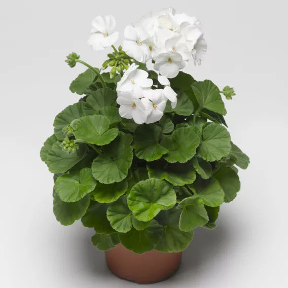 Geranium - Pinto Premium