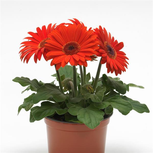 Gerbera Daisy