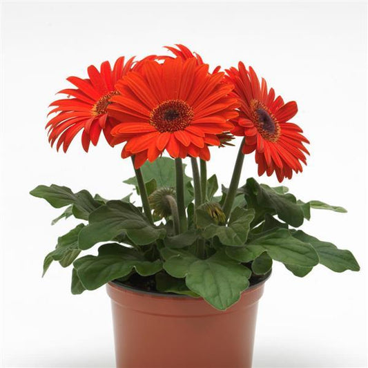 Gerbera Daisy
