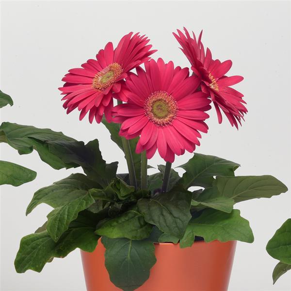 Gerbera Daisy